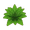 Agave Plant