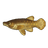 Alligator Gar
