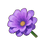 Amethyst Dwarf Dahlia