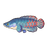 Arapaima