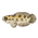 Argus Snakehead