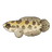 Argus Snakehead