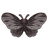 Aurora Swallowtail