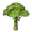 Bamboo (Tree)