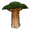 Baobab Tree
