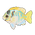 Barred Spinefoot