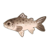 Bay Salmon