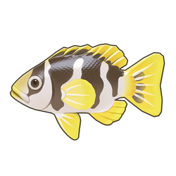 Black-Saddled Coral Grouper Icon.png