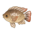Black Tilapia