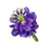 Black Velvet Violet