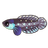 Blackfin Pearlfish