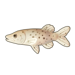 Blackspotted Pike Icon.png