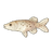 Blackspotted Pike