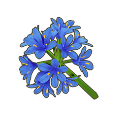 Blue Agapanthus Icon.png