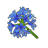Blue Agapanthus