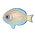 Blue Tang