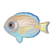 Blue Tang