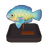 Blue Trim Parrotfish Model