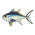 Bluefin Tuna