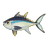 Bluefin Tuna