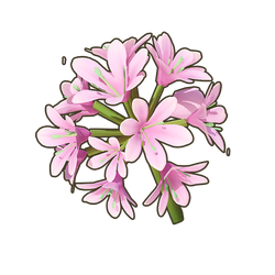 Blush Agapanthus Icon.png
