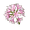 Blush Agapanthus