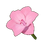 Blush Amaryllis