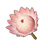 Blush King Protea