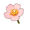 Blush Moss Rose