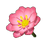 Blush Winter Adonis