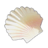 Broken Seashell