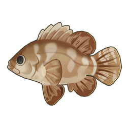 Brown-Marbled Grouper Icon.png
