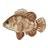 Brown-Marbled Grouper