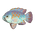 Burton's Mouthbrooder
