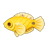 Canary Wrasse