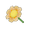 Champagne Daisy