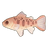 Cherry Salmon