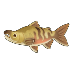 Chum Salmon Icon.png