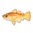 Cod