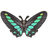 Common Bluebottle