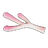 Coral Branch
