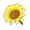 Cream Sunflower