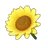 Cream Sunflower