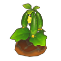 Matured Crop