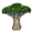 Dragon Blood Tree