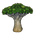 Dragon Blood Tree