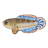 Dwarf Snakehead