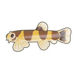 Eel Loach Icon.png