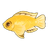 Electric Yellow Cichlid