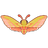 Elephant Hawk Moth